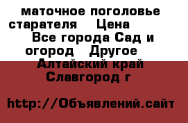 маточное поголовье старателя  › Цена ­ 3 700 - Все города Сад и огород » Другое   . Алтайский край,Славгород г.